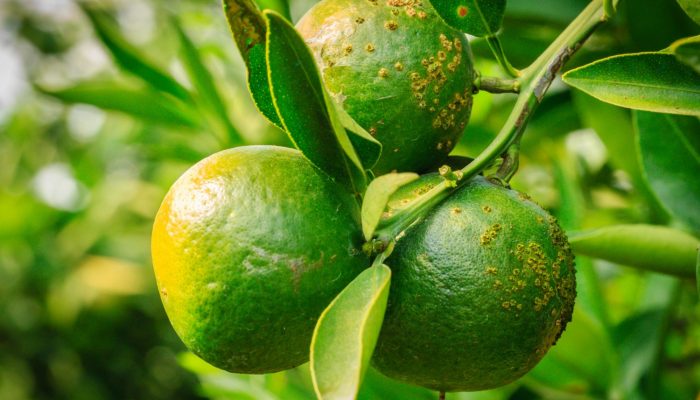 Trabalhadores em plantação de laranja — Foto: Foto: Divulgação