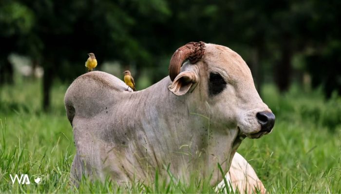 REM-Armador-Genetica-Aditiva-wagro-Wellington-Valeriano