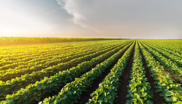 Foto: Conteúdo e Notícias do Agronegócio Brasileiro | CompreRura