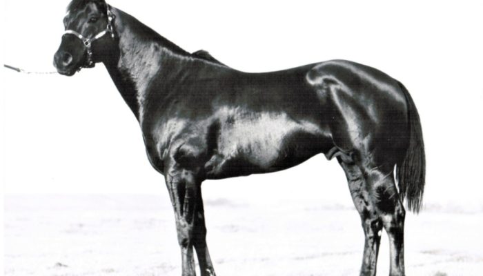 Shady Apolo Bars — Foto: Foto: Divulgação