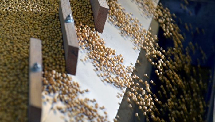 Grãos de soja — Foto: Grãos de soja (Foto: REUTERS/Dan Koeck)