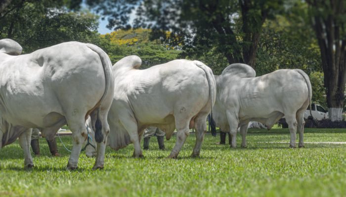 Foto: Conteúdo e Notícias do Agronegócio Brasileiro | CompreRura