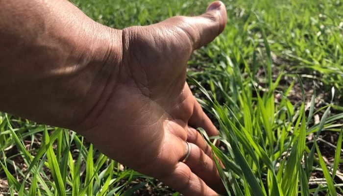 Foto: Conteúdo e Notícias do Agronegócio Brasileiro | CompreRura
