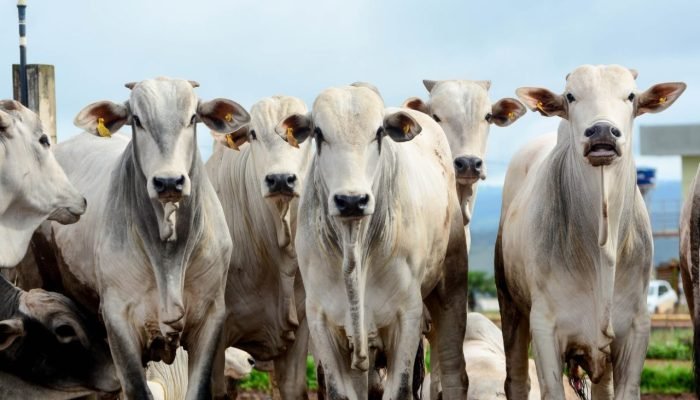 Boi gordo — Foto: Conteúdo e Notícias do Agronegócio Brasileiro | CompreRura