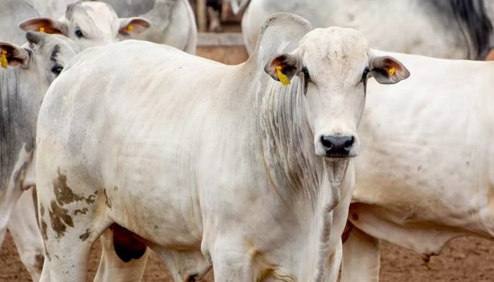 WhatsApp-Image-2024-07-15-at-07.45.07