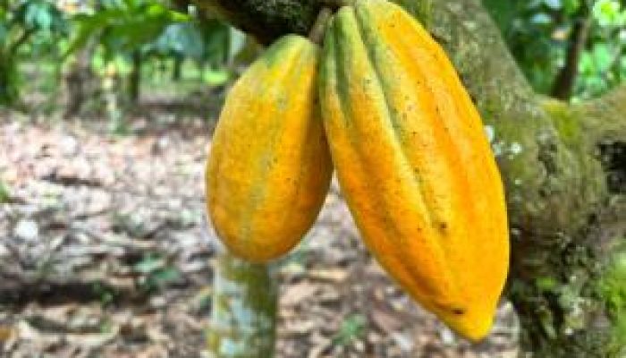 WhatsApp-Image-2025-06-29-at-11.31.58