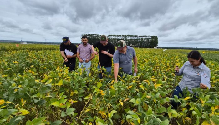 Foto: Elicit Plant/Divulgação