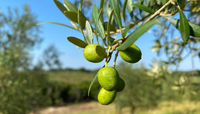 Oliveiras em cultivo no Brasil — Foto: Foto: Ibraoliva/Divulgação