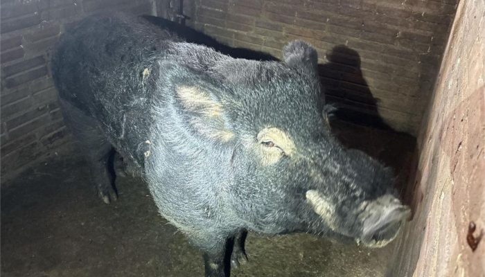 WhatsApp_Image_2025-05-27_at_17.52.34