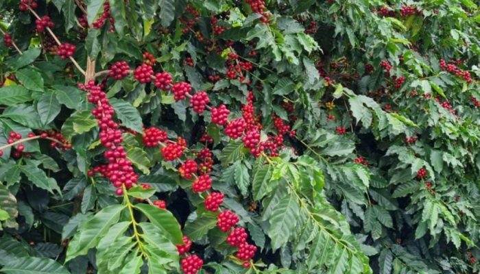 Foto: Com mercado mais firme, pecuaristas precisam se preparar para a fase de al