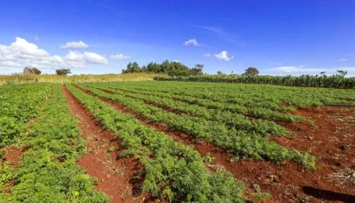 agro-campo-MDA-via-globo-rural