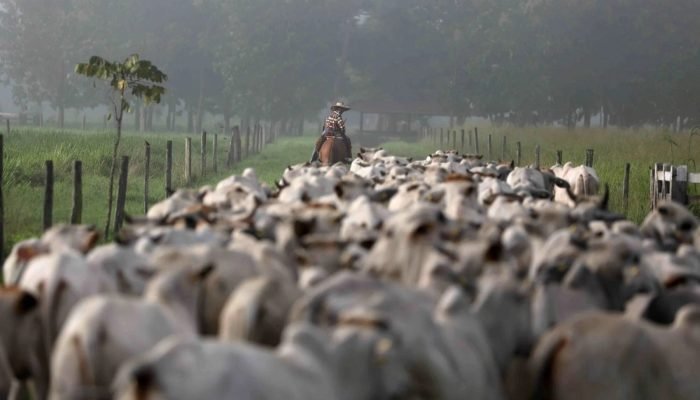agro-rebanho-bovino-29set21-Pilar-Olivares-reuters