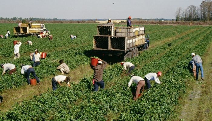 agronegocio-ocupa-a-menor-fatia-do-mercado-de-trab006678430202608211637.jpg