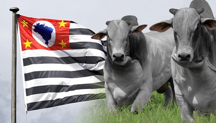 Foto: Foto: Divulgação