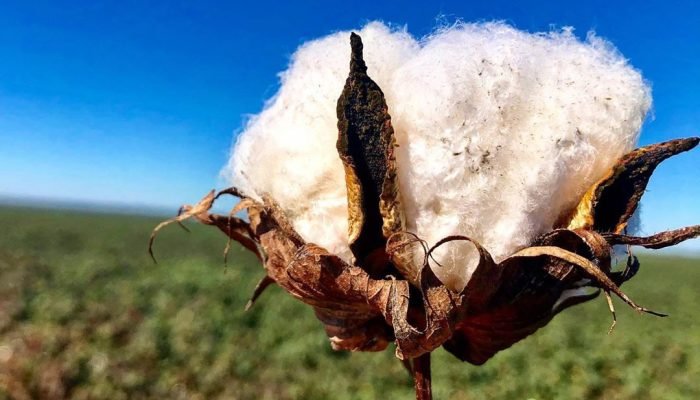 Foto: Conteúdo e Notícias do Agronegócio Brasileiro | CompreRura