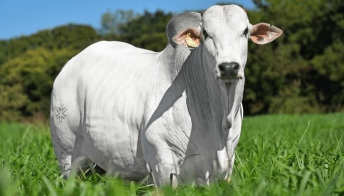 amp-portaldbo-agropontieri1