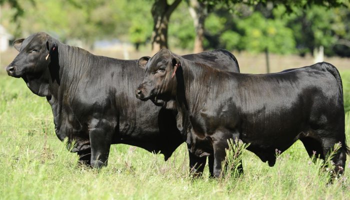 Foto: Foto: Associação Brasileira de Brangus