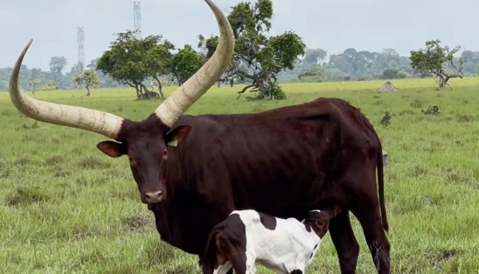 Bezerro do cruzamento entre Ankole e Nelore — Foto: Reprodução/VetAlencar