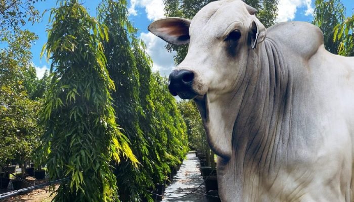 arvore-da-felicidade-nelore-ZEBU-choupalla-ashopala