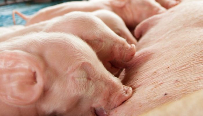 Foto de fêmeas suínas — Foto: Foto: Divulgação