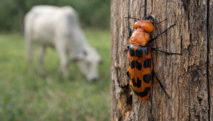 besouro-arrebenta-boi