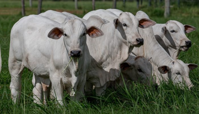 Foto: Foto: Nelore CEN / Rurally