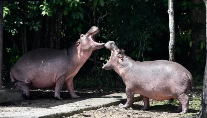Hipopótamos na região da Antióquia, na Colômbia — Foto: Hipopótamos na região da