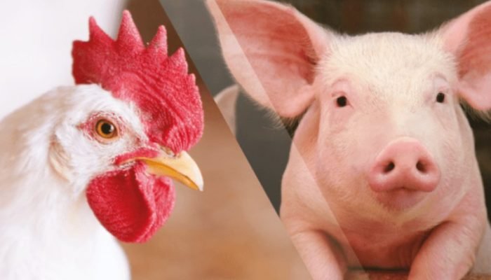 Foto: Conteúdo e Notícias do Agronegócio Brasileiro | CompreRura