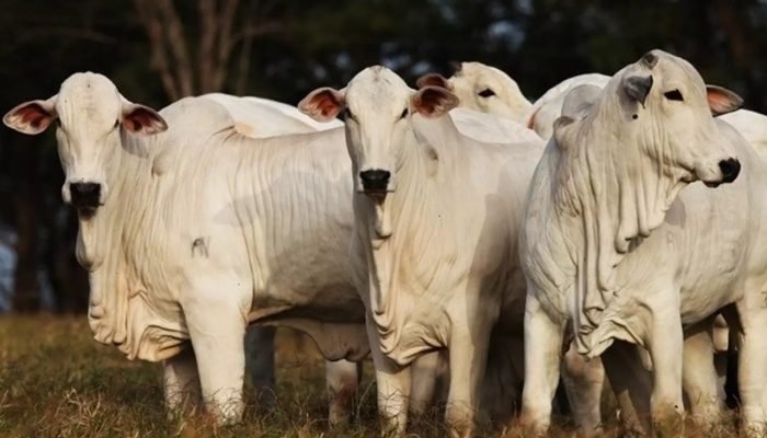 Foto: Conteúdo e Notícias do Agronegócio Brasileiro | CompreRura