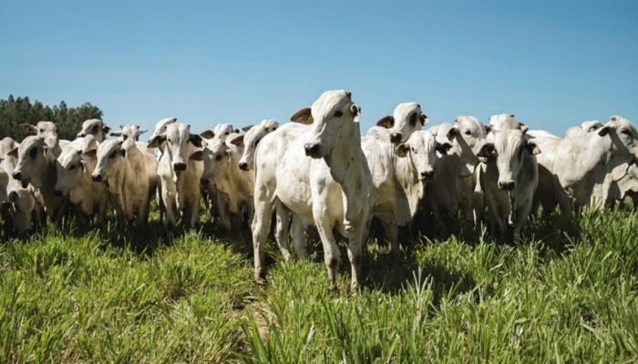 Foto: Conteúdo e Notícias do Agronegócio Brasileiro | CompreRura