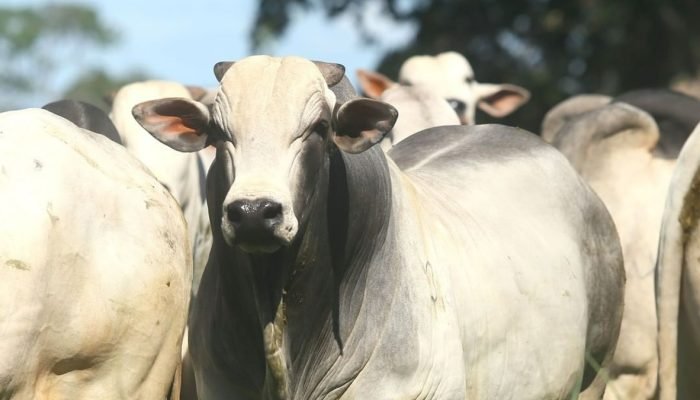 Foto: Foto: Gilson Paulo Costa.