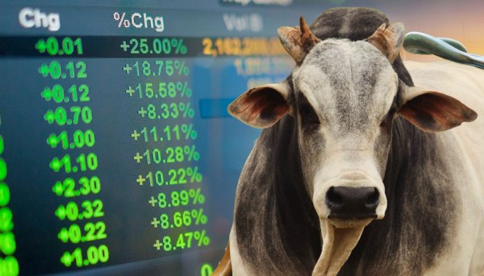 Touro Nelore — Foto: Na foto Touro Nelore do Adir