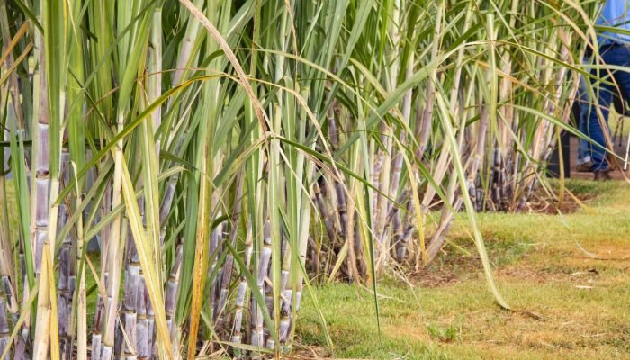 Foto: Notícias do Agronegócio Brasileiro – CompreRural