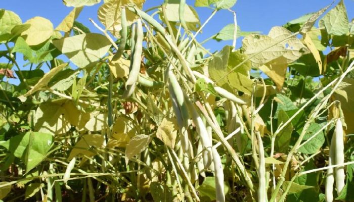 Degustação de caldo de feijão preparado com grãos das novas cultivares lançadas