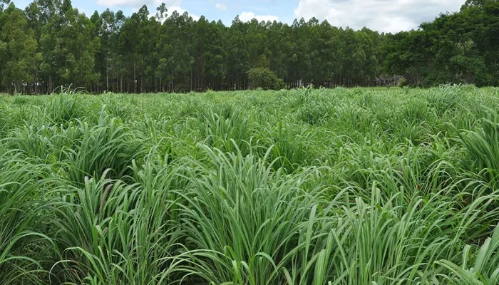 capim-andropogon-Foto-Allan-Kardec