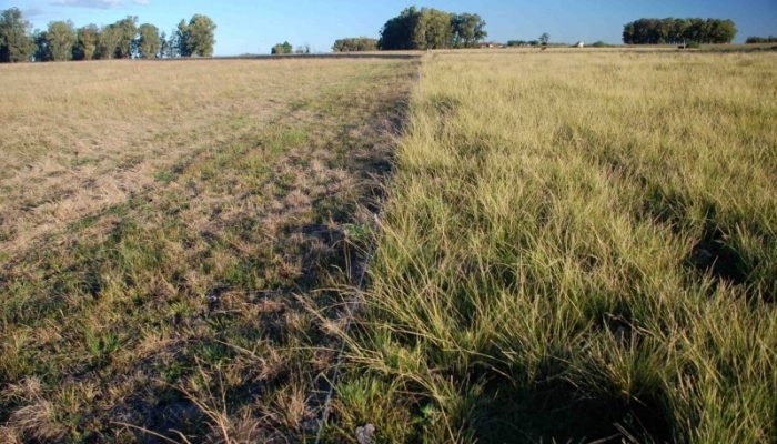 capim-annoni-gauchos-praga-4