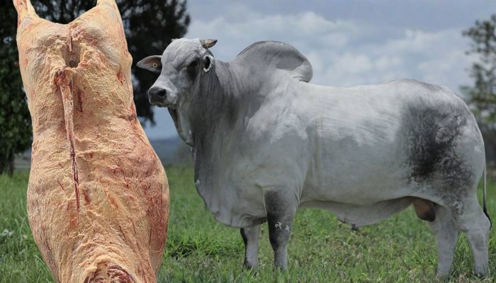 Foto: Foto: Divulgação