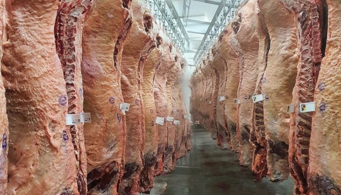 carcacas-bovinas-da-raca-angus