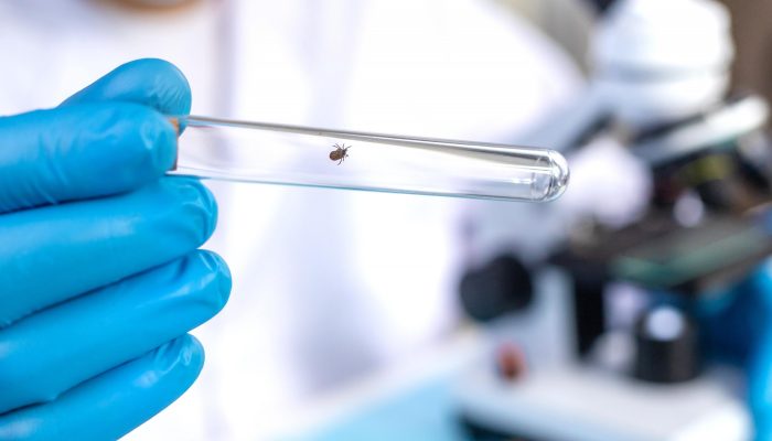 Foto: Imagem: Tatevosian Yana / Shutterstock