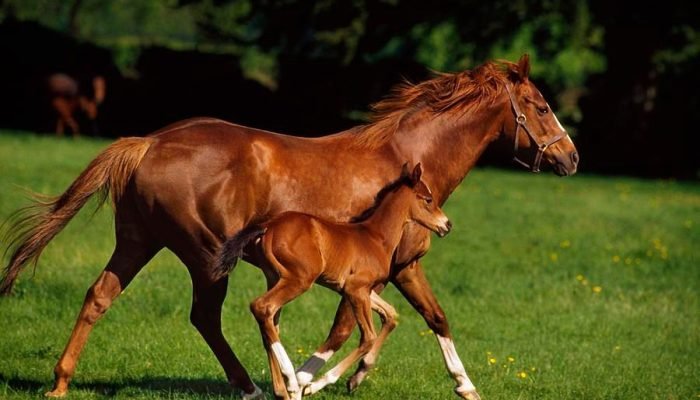 cavalopsi