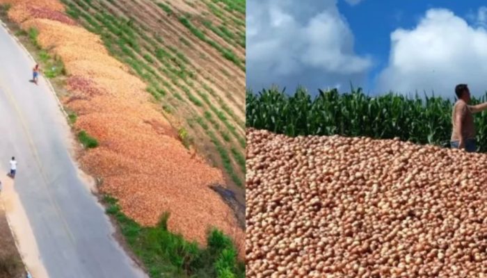 Toneladas de cebola são descartadas em estrada rural de Nova Itália, em Aurora,