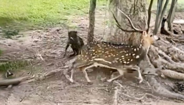 Foto: Foto: Reprodução