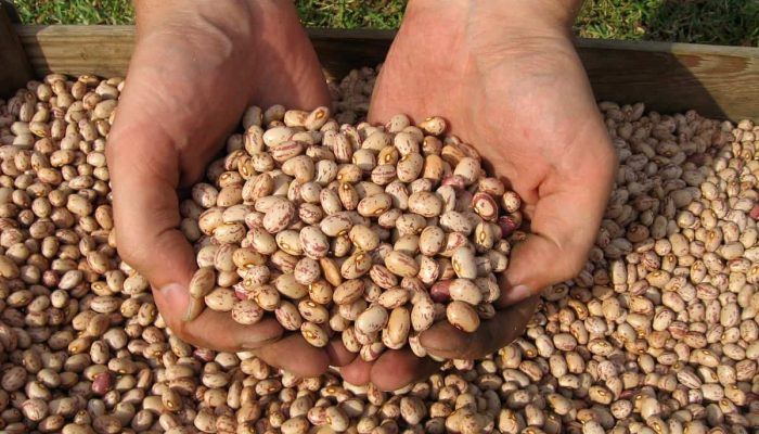 O feijão é protagonista da mesa brasileira e bate recordes no agronegócio — Foto