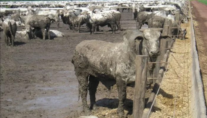 Foto: O fim do amassamento? Como o autopropelido resolve o maior pesadelo da pul