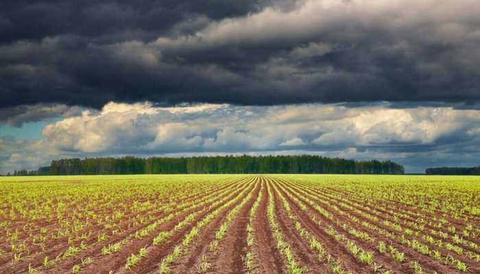 Foto: Conteúdo e Notícias do Agronegócio Brasileiro | CompreRura