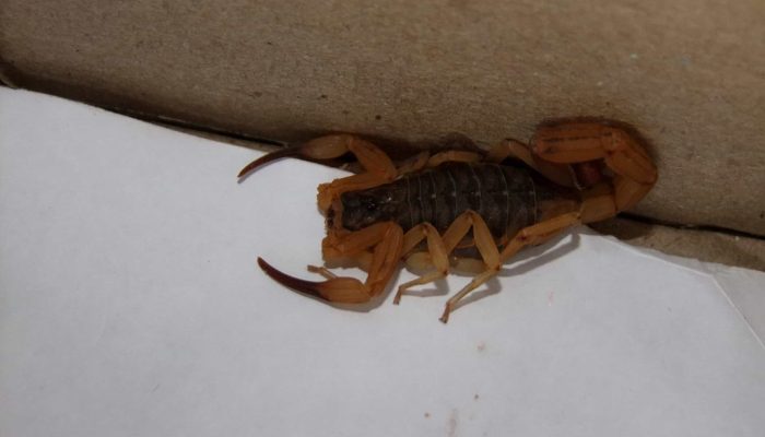 Foto: Imagem: Joa Souza / Shutterstock