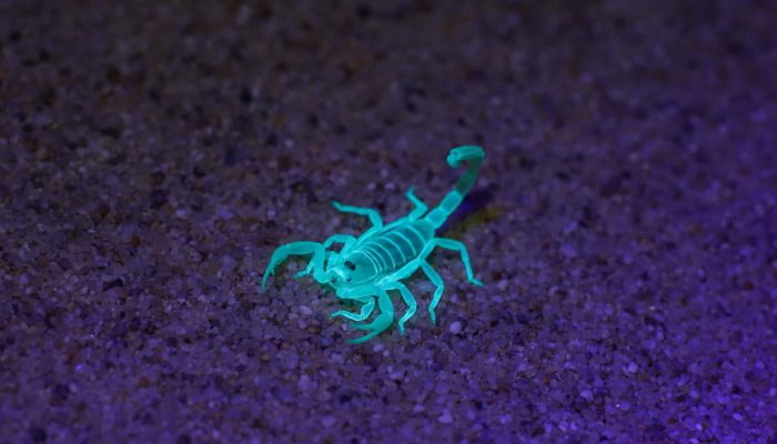 Foto: O brilho azulado, visível apenas sob luz UV, é causado por compostos no ex