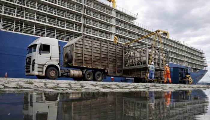 exportacao-de-gado-vivo