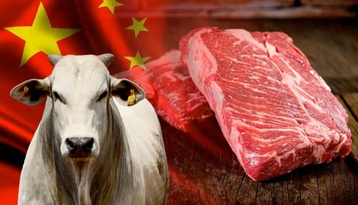exportacoes-de-carne-para-a-china-touro-nelore