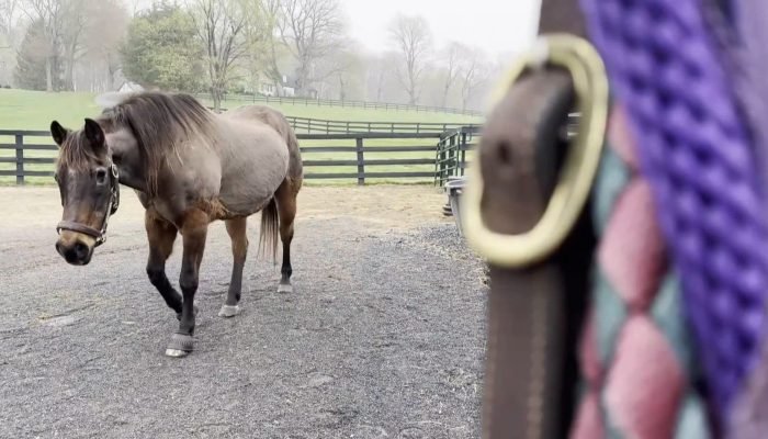 Foto: Conteúdo e Notícias do Agronegócio Brasileiro | CompreRura